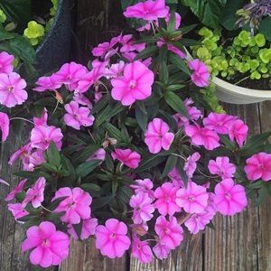 Meet your Posher, Deah